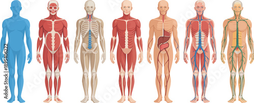 Detailed collection of human body systems like skeletal muscular and nervous structures for learning
