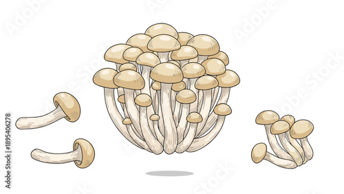 Large cluster of shimeji mushrooms is shown with separate stalks in a detailed hand drawn illustration with soft colors.