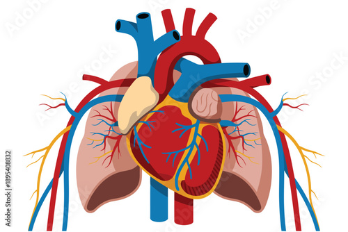 Detailed human heart and lungs illustration showing the vital organs and connecting circulatory system on white
