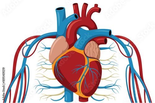 Detailed human heart illustration with major arteries and veins prominently displayed on a clean white field