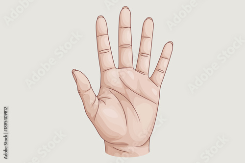 Detailed illustration of an open human hand with palm facing forward and fingers slightly spread