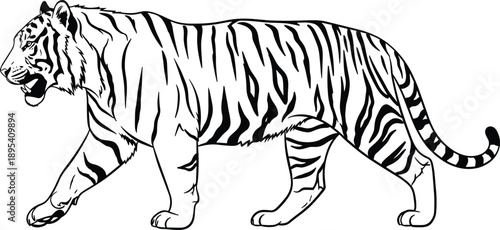 Walking tiger line art illustration wild animal outline black vector isolated wildlife nature predator striped big cat