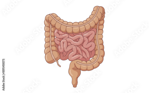 Detailed illustration of the human digestive system showing the large and small intestines