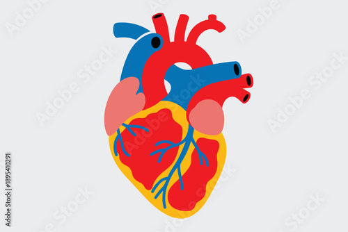 Detailed illustration of the human heart showing key structures against a neutral gray background