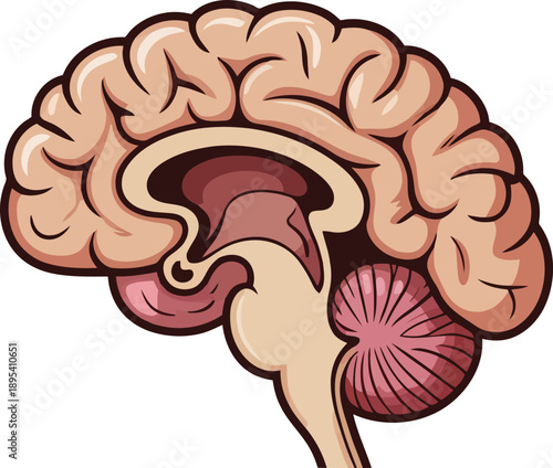 Detailed sagittal view of the human brain showing different lobes and deeper structures clearly
