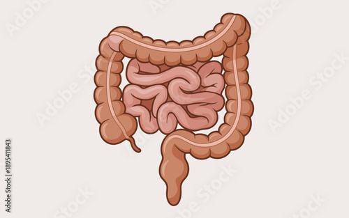 Educational diagram displaying the intricate structure of the large and small intestines