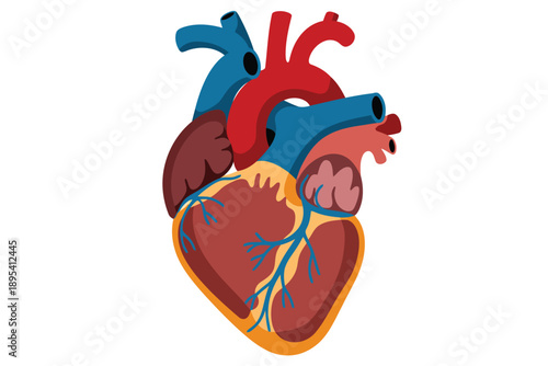 Educational representation of a healthy human heart with main arteries and veins for biology learning