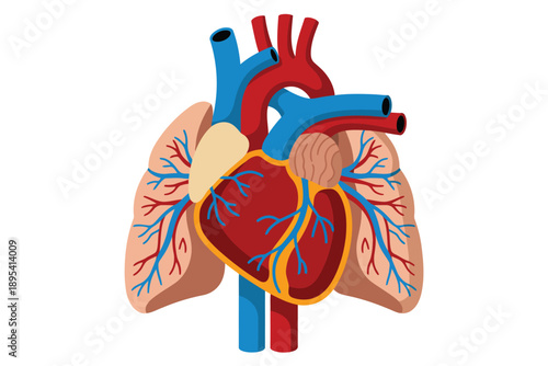Human heart anatomy with major blood vessels and lungs displayed on a clean white background