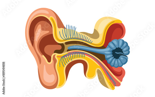 Internal human ear diagram highlighting sensory nerves and the intricate cochlea structure