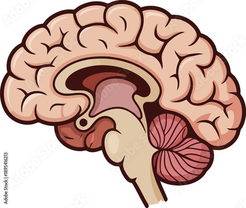Sagittal cross section illustration of the human brain revealing internal structures and anatomy