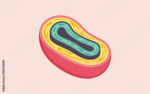 Scientific illustration of a mitochondrion showing its distinct internal membrane folds on a gentle pink background