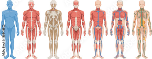 Seven detailed anatomical diagrams of the human male body showcasing various internal systems