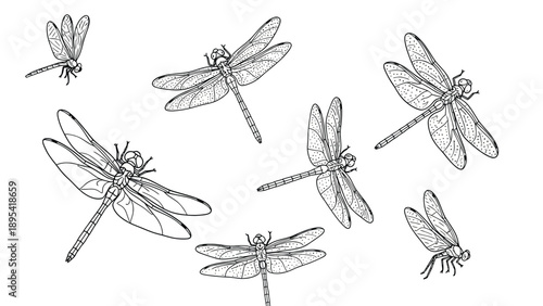 Illustration of detailed dragonflies sketched in various poses. Their wings are intricately patterned, conveying a light, airy, and natural tone.