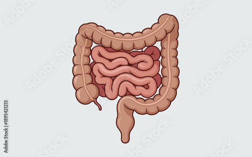 Vibrant cartoon representation of the human intestinal tract for medical education