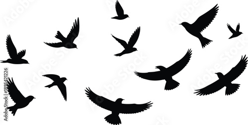 Set of flying bird silhouettes in dynamic wing positions, black avian shapes isolated on white background, minimalist wildlife illustration collection for design use