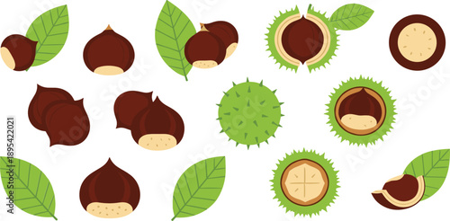 Chestnut nut collection set with leaves and shells for autumn harvest food botanical illustration design