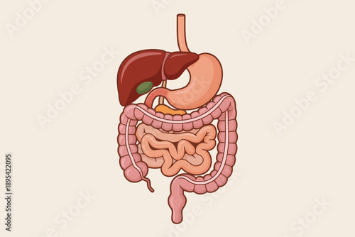 Visual representation of the complete human digestive tract system showing key internal organs