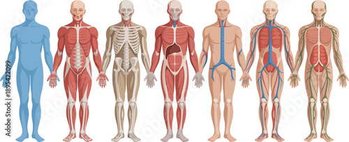 Visual representation of seven different human body systems for educational and scientific understanding