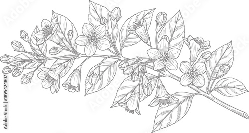 Detailed botanical line art illustration of a flowering branch with buds and leaves