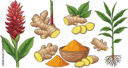 Collection of ginger plant parts including flower rhizomes sliced ginger and powder