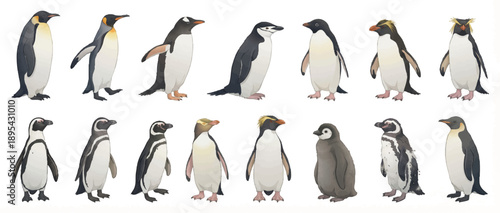 Set of 15 Realistic Penguin Species Vector Illustrations Isolated
