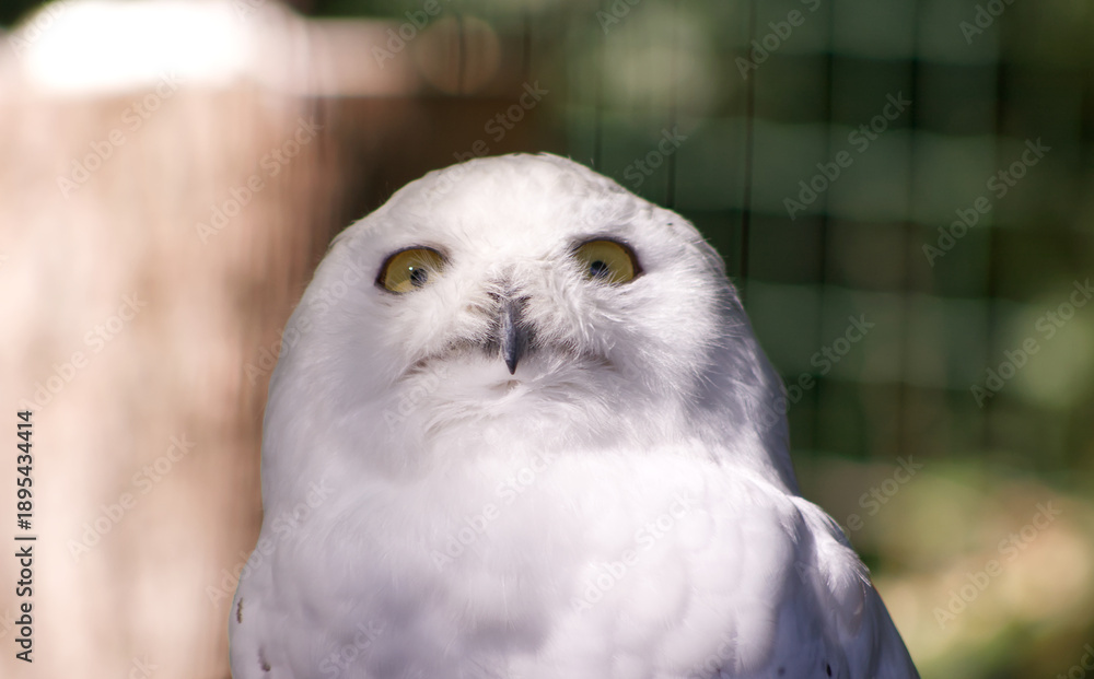 Obraz premium Snowy owl Bubo scandiacus looking up with curiosity. Close up head portrait of a white arctic owl in a zoo enclosure with bright sunlight and soft blurred background.