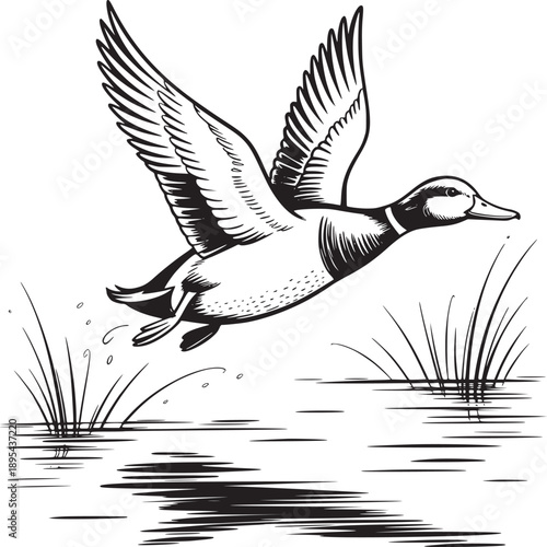 A black and white drawing of a duck flying over water with reeds and a simple line art style