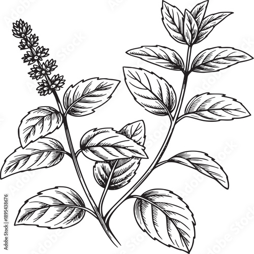 Detailed botanical illustration of a mint plant with leaves and flowers in black and white line art