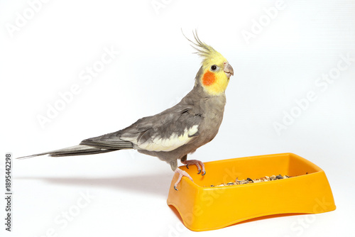 A pet cockatiel with bright orange cheeks sits on the edge of a yellow bird feeder with grain feed against a light background.