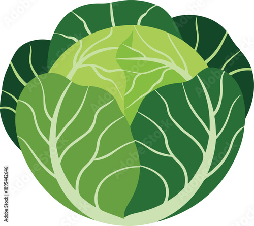 A stylized illustration of a fresh green cabbage, showing its layered leaves and central core, depicted in vector art