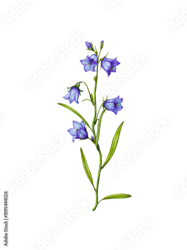 Foto Hand drawn botanical illustration of bluebell