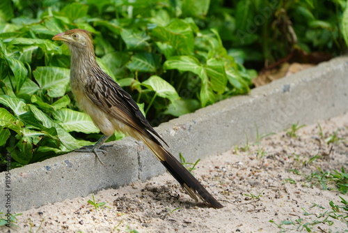 The guira cuckoo, known in Spanish as the pirincho (Guira guira) is a species of gregarious bird found widely in open and semi-open habitats of northeastern, eastern and southern Brazil. Fortaleza.
