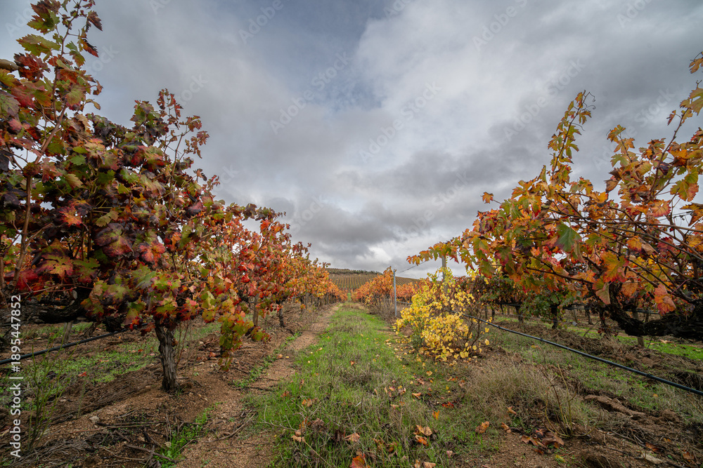 Fototapeta premium Autumn vineyard in Alentejo, Portugal, with golden-brown leaves and rows of vines under soft sunlight, capturing seasonal beauty and rural charm.