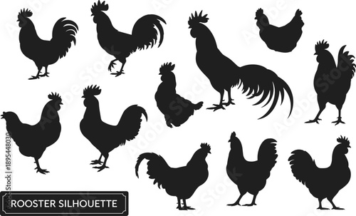 Rooster silhouette collection featuring farm chicken poses, rural poultry animals, traditional barnyard scenes, black vector illustration set for agriculture and design use