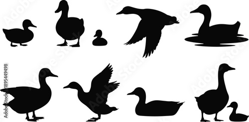 Set of duck silhouettes with adult and duckling in standing, flying, swimming poses, black waterfowl wildlife vector collection isolated on white background