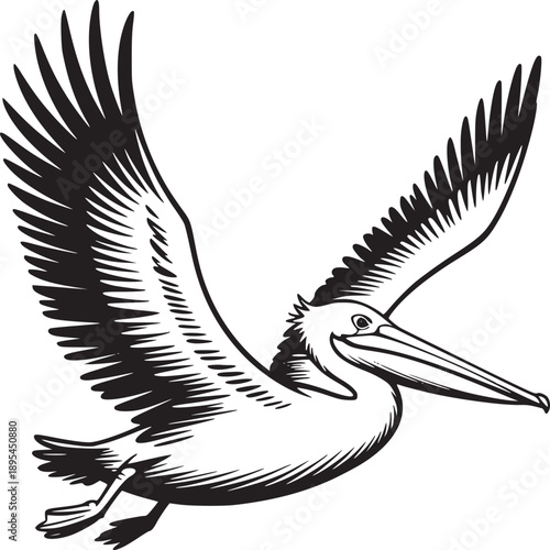 A black and white illustration of a pelican flying with its wings spread on a white background art