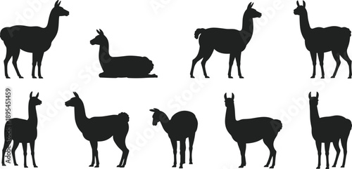 Set of llama and alpaca silhouettes in standing and resting poses, black South American farm animal wildlife vector collection isolated on white background