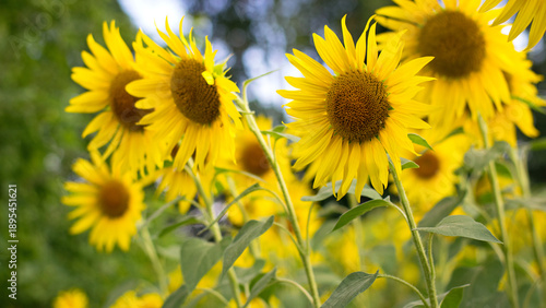 yellow sunflower in the field. Large flowers of a sunflower in the sunlight. Yellow flowers on a farm field. Agriculture concept, organic products, good harvest. Growing seeds for oil.