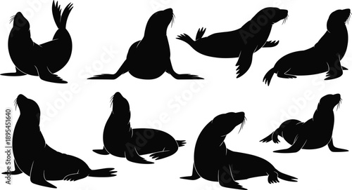 Set of sea lion silhouettes in resting, sitting, and swimming poses, black marine mammal wildlife vector collection isolated on white background