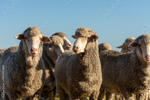 фотографія Borregas Merino Australiano