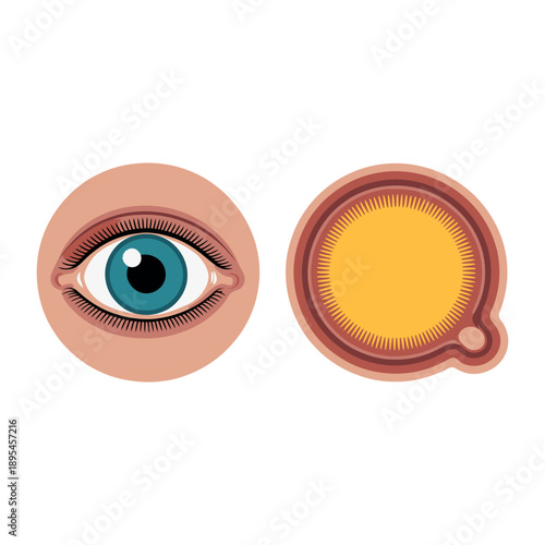 Anatomy of a human eye with a cross-section view showing the iris, pupil, and lens