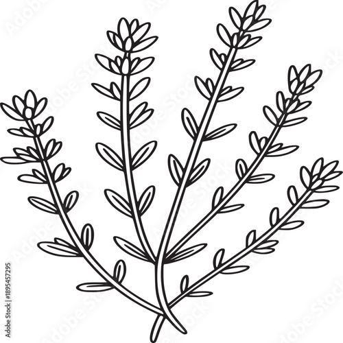 A simple line art illustration of a sprig of thyme with small leaves on a white background design element