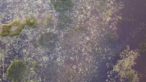 Emerging aquatic plants in the shallows of a bay in Sweden, top-down drone clip
