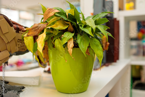 Foto green houseplant with slightly dry leaves in bright pot on shelf, home interior