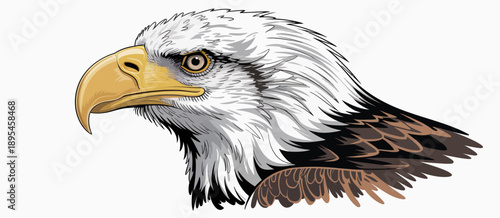 Bald eagle illustration featuring detailed white and brown feathers, perched pose, majestic bird of prey vector artwork perfect for wildlife, nature, conservation, educational, and patriotic designs