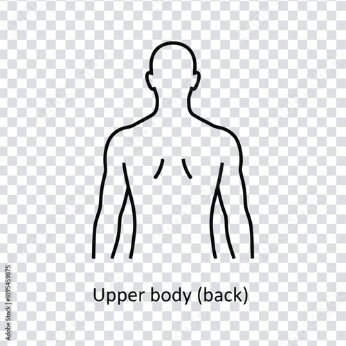 Vector illustration a simple line drawing of a human upper body from the back view