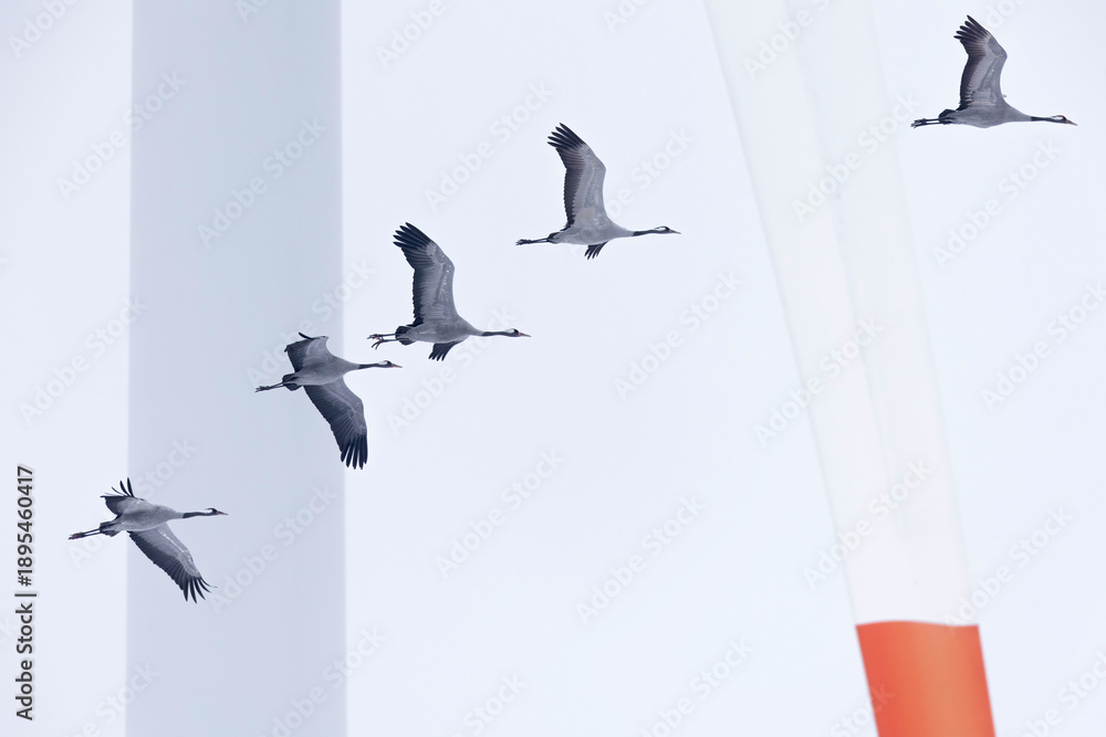 Fototapeta premium A flock of common cranes (Grus grus) in flight near wind turbines.