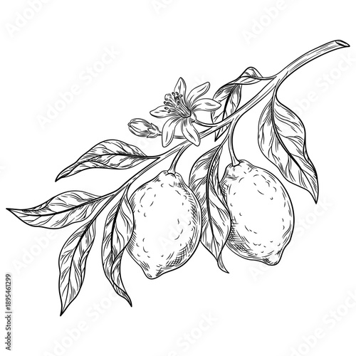 Citrus lemon, lime, bergamot fruit hand drawn sketch vector illustration. Citrus vegan ingredient collection isolated on white background. Citrus fruits.