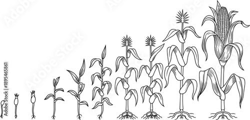 Maize plant growth stages illustration, corn development from seedling to mature cob, detailed botanical line art diagram for agriculture education isolated on white