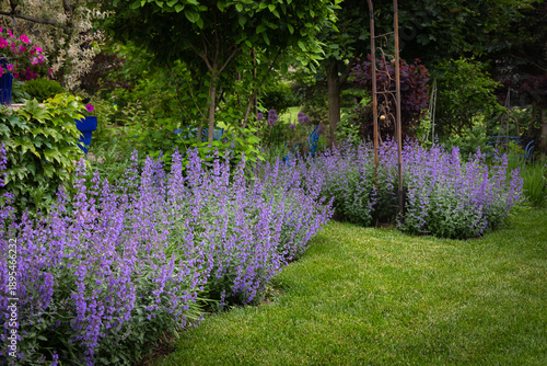 Φωτογραφία Lush cottage garden with lavender catmint borders, sculpted shrubs, flowering trees, and a manicured lawn